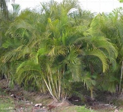 areca