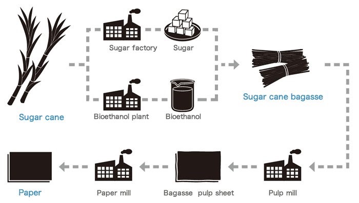 Sustainable Materials: Sugar Cane